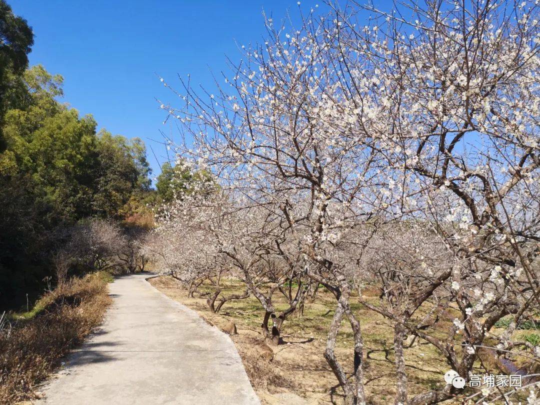 速看美翻了普寧高埔鎮梅花競相怒放錯過再等一年