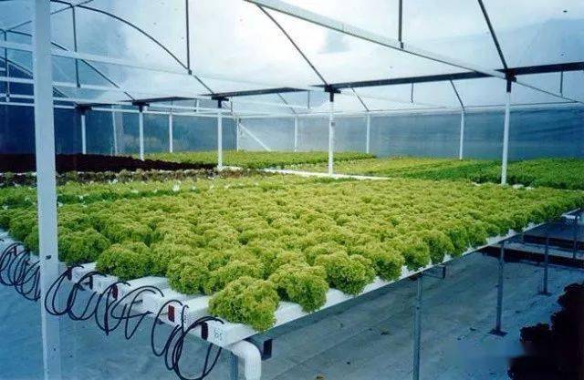 水培技术听说水培蔬菜完胜土培蔬菜一起来看看