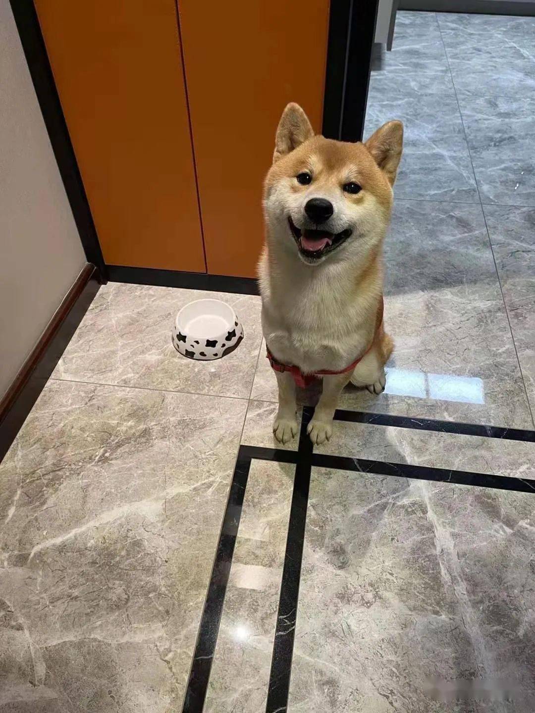 柴犬买家秀,小柴的大长腿是随了主人了吧!