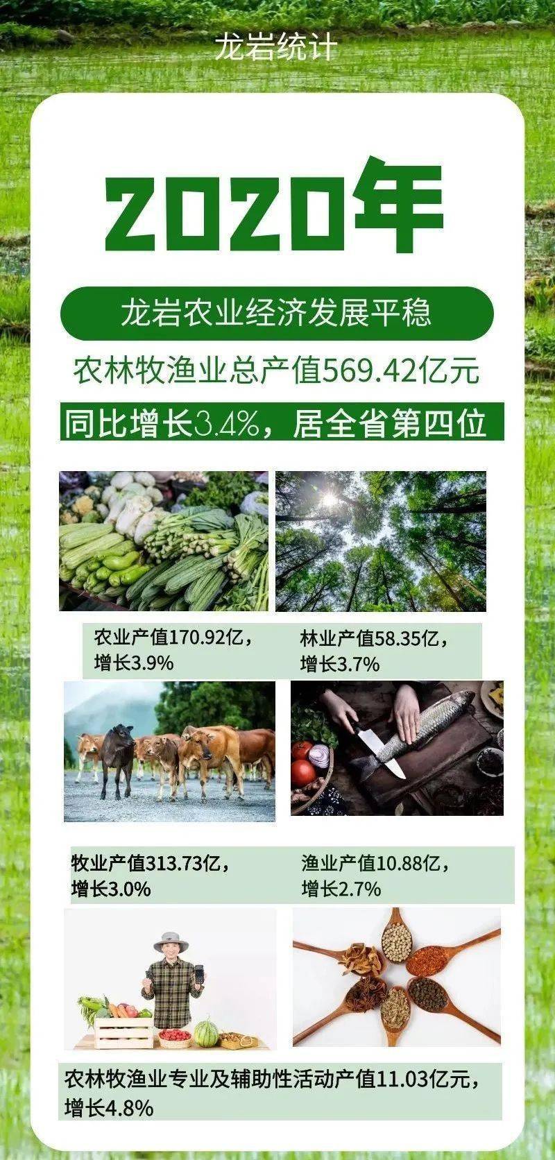 2020年龙岩经济总量_2020年龙岩农校照片