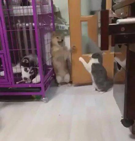 柴犬被貓打得很慘，它直接找二哈幫忙，結果二哈的舉動笑噴了.... 萌趣萌寵 第5张