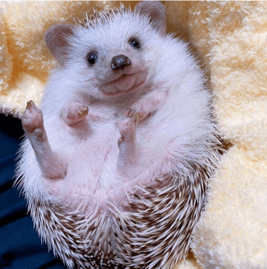 奇奇怪怪宠物大赏这届年轻人真的是什么都敢养