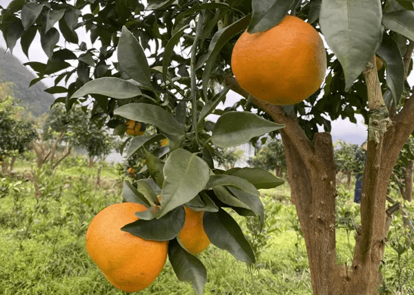 春见和明日见哪个品种最好看的(春见和明日见哪个品种最好看的)