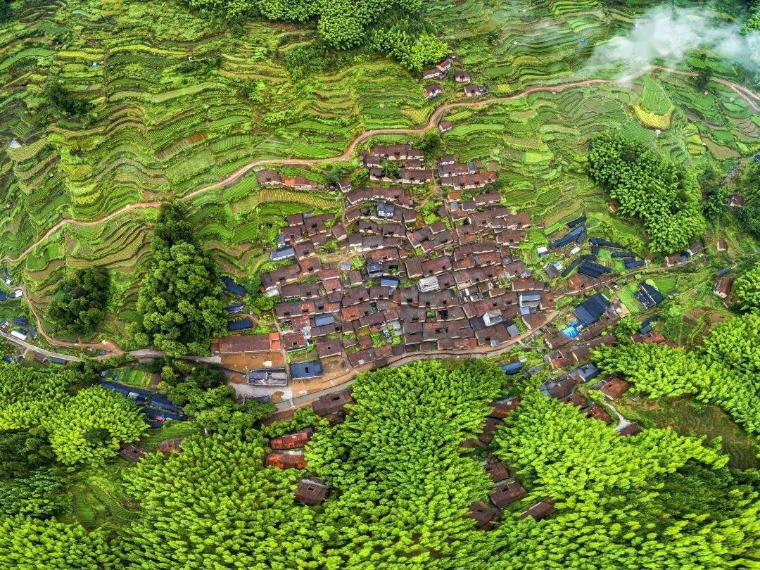 松阳新兴茶香小镇生机勃勃