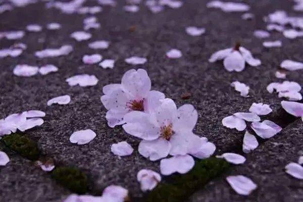 到处是你们的故乡,到处你们是落花落花◆◆◆穆木天穆木天,原名穆敬熙