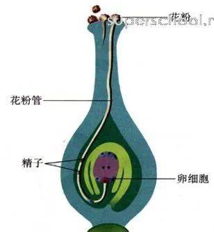 30,果實和種子的形成29,桃花的結構:花柄,萼片,花瓣,雌蕊(柱頭,花柱