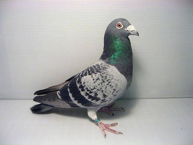 鸽子怎么配对最有效 8731ca528a3a48319411c9856651bbe9.jpeg