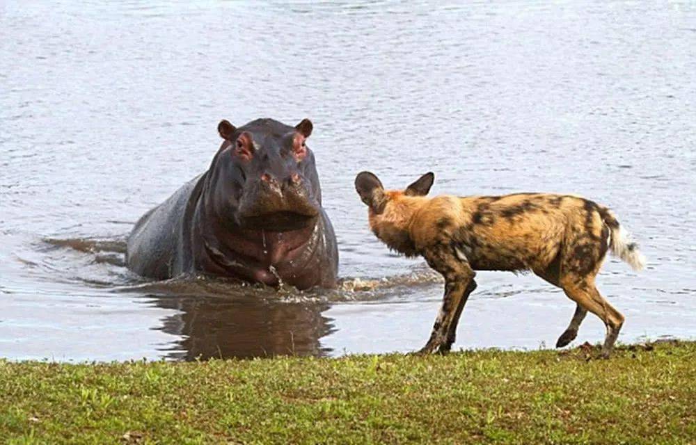 鬣狗隔空挑衅河马河马上岸后一脸的蒙圈