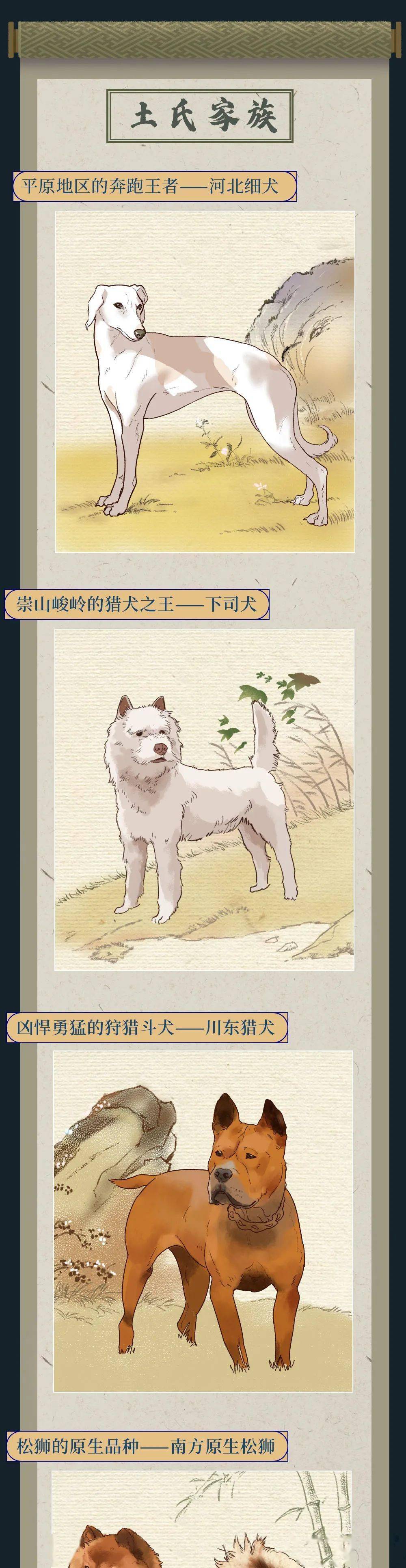 你憑什麼看不起中國土狗？ 萌趣萌寵 第13张