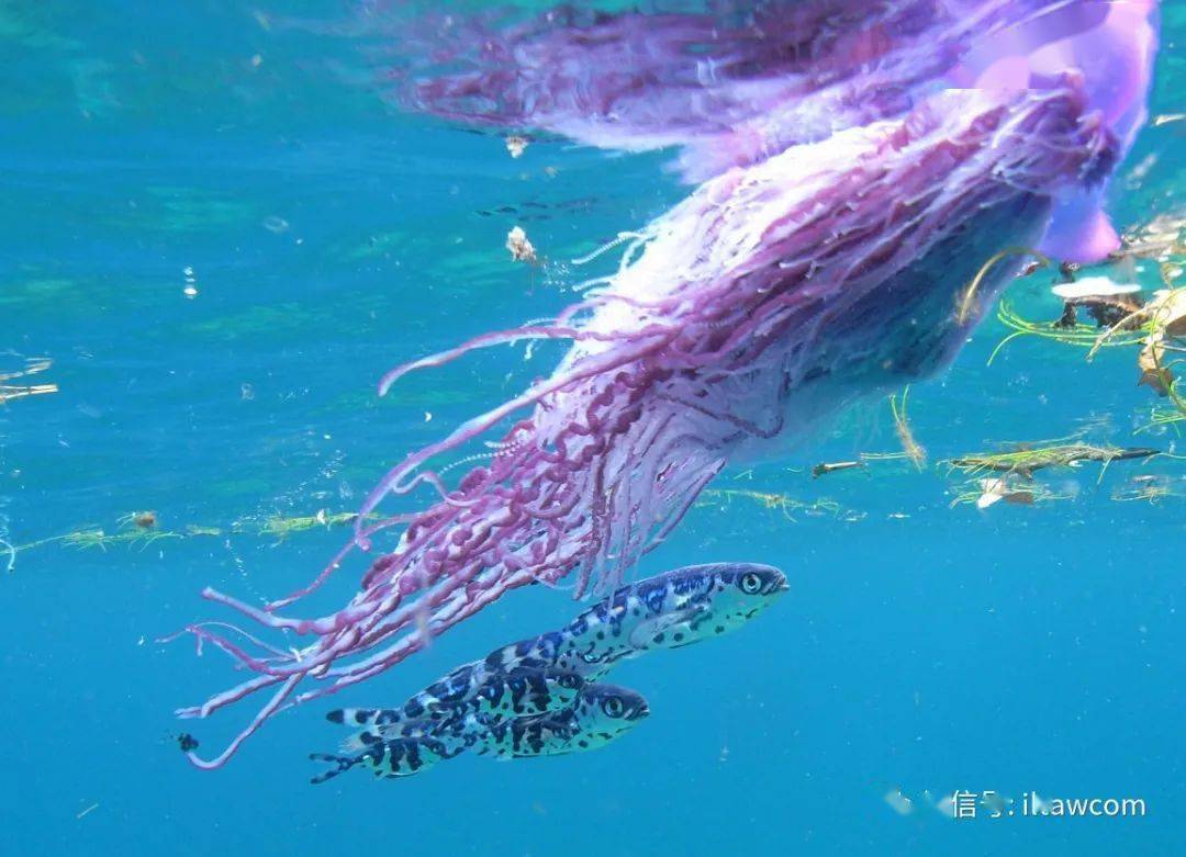 海洋科普(1327)| 物种图册-双鳍鲳