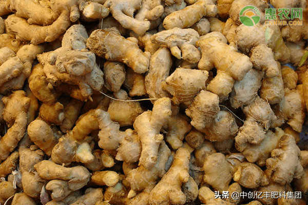 生姜高产关键种植技术 防控