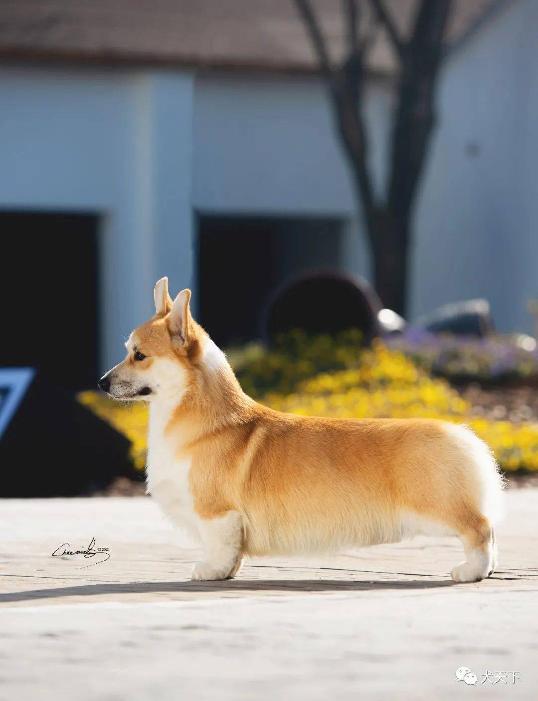 柯基排名_小型宠物犬排名柯基(2)