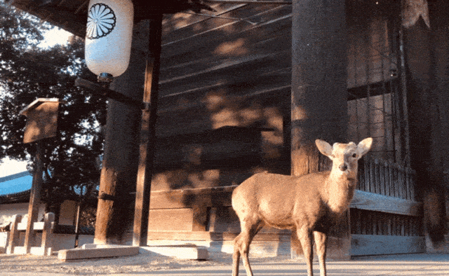 善游美景 想去奈良的理由除了鹿和古寺 还有 公园