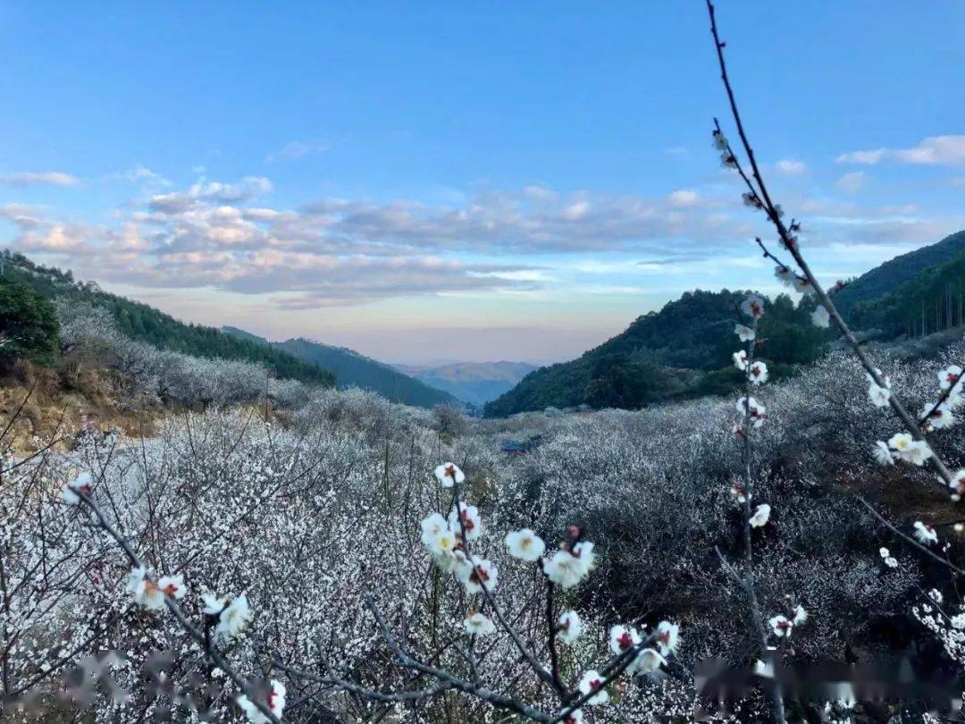 旅游善德梅海梅开如海复如雪五年来绽放得最好的梅花
