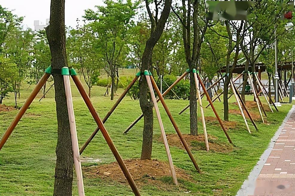 苗木栽植深或浅的危害与解决要点