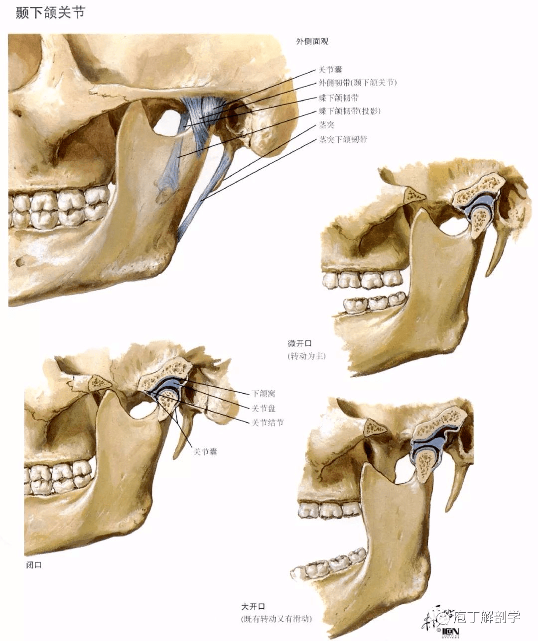 上下颌骨解剖图片