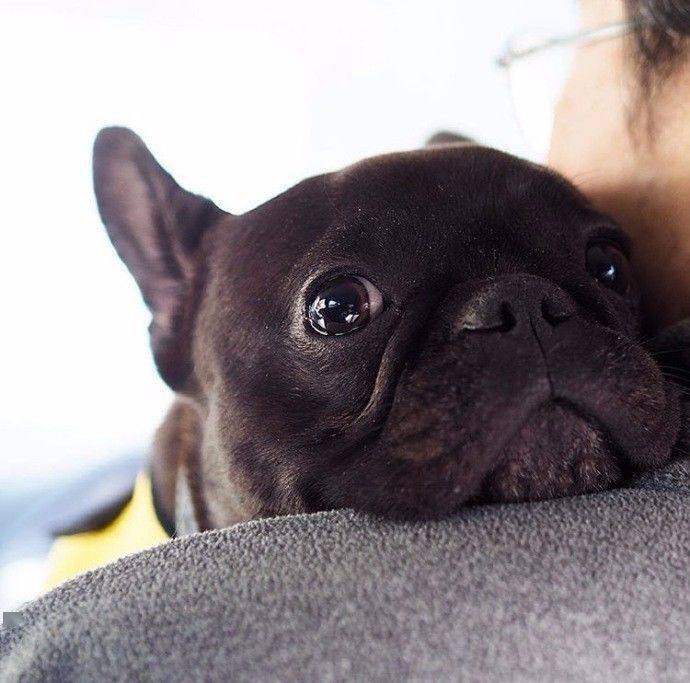 一只纯黑色的吃货小法斗,可爱又蠢萌