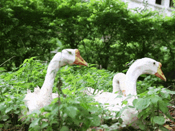 『 固始鹅块 』/././.