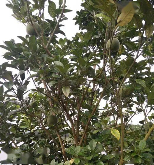 【本草驿站】岭南特色中药——化橘红_化州