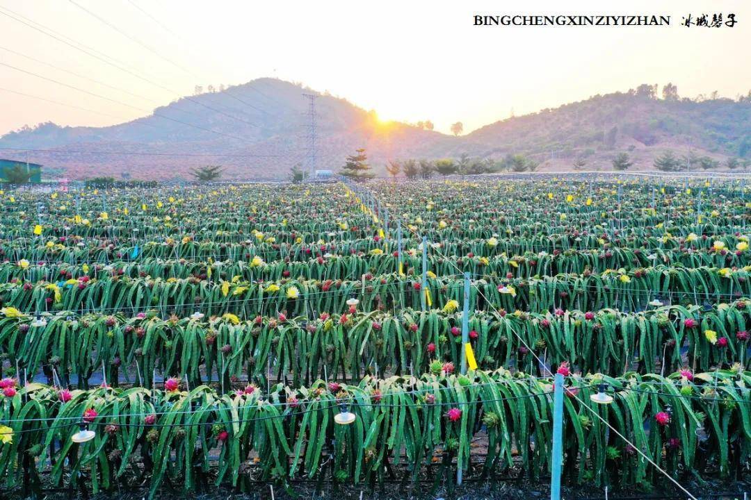 近年海南火龙果种植规模日渐增大,现已成为我国火龙果主要产地之一