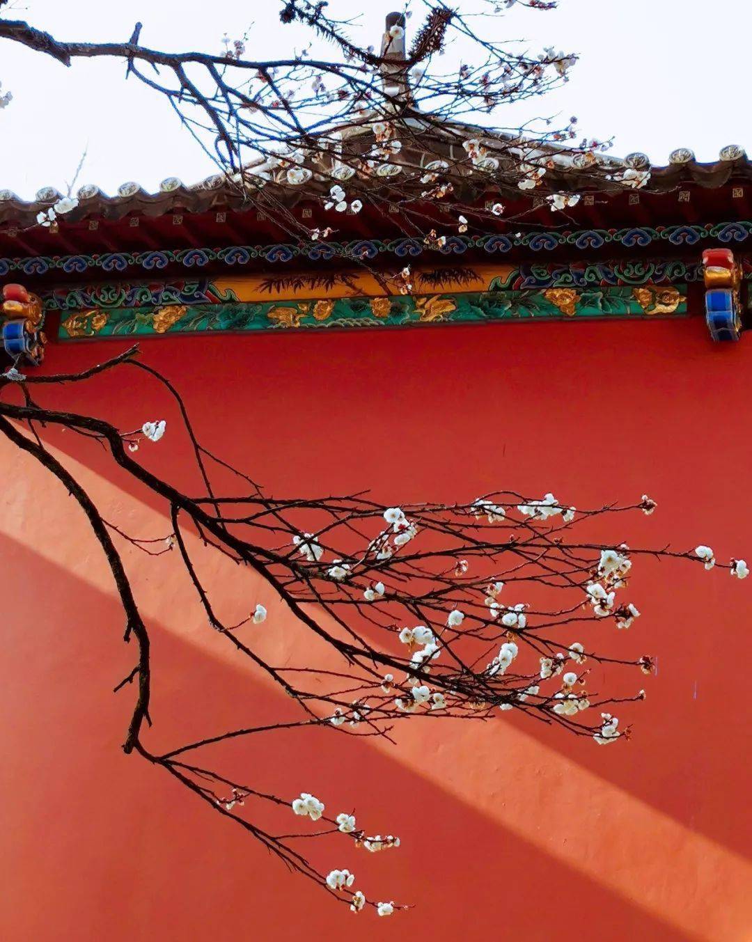 行摄云南冬日华亭寺红墙点白梅