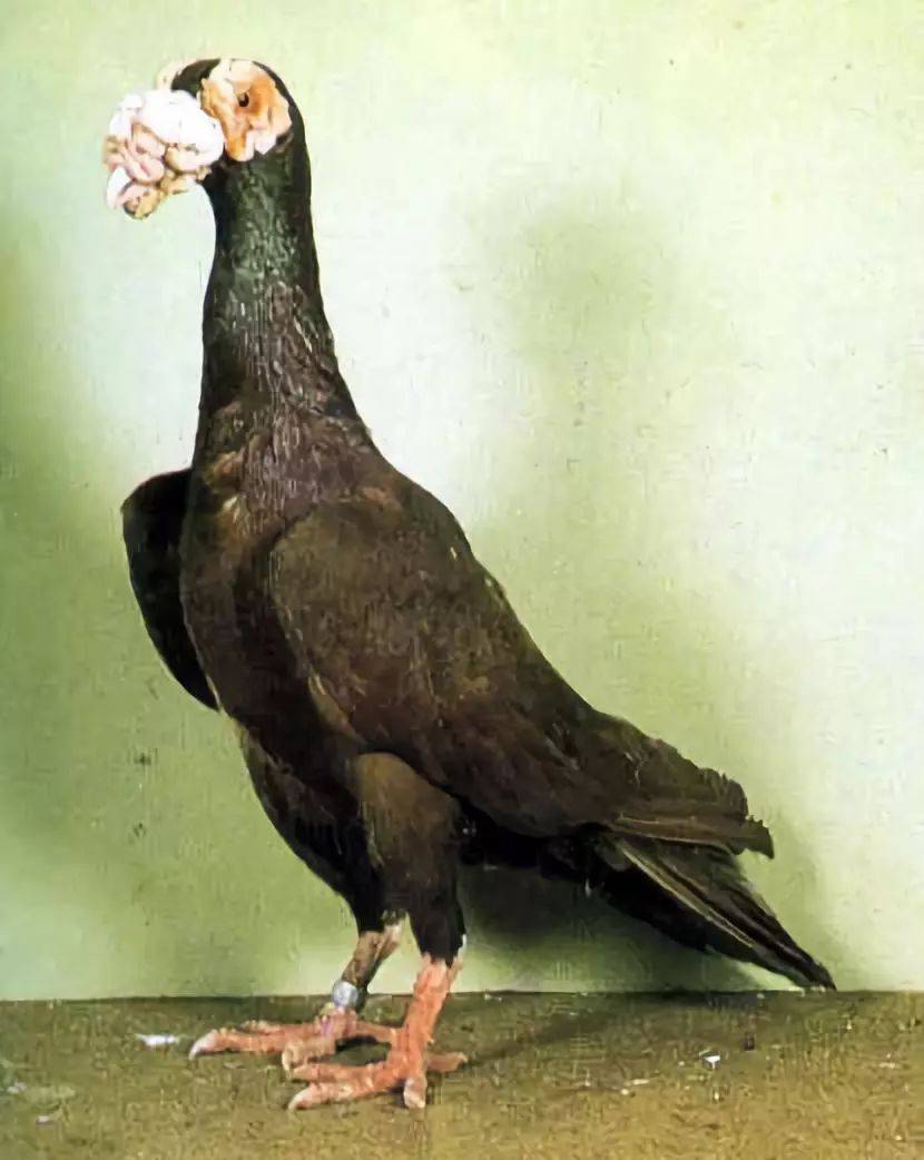 世上最漂亮的鸽子