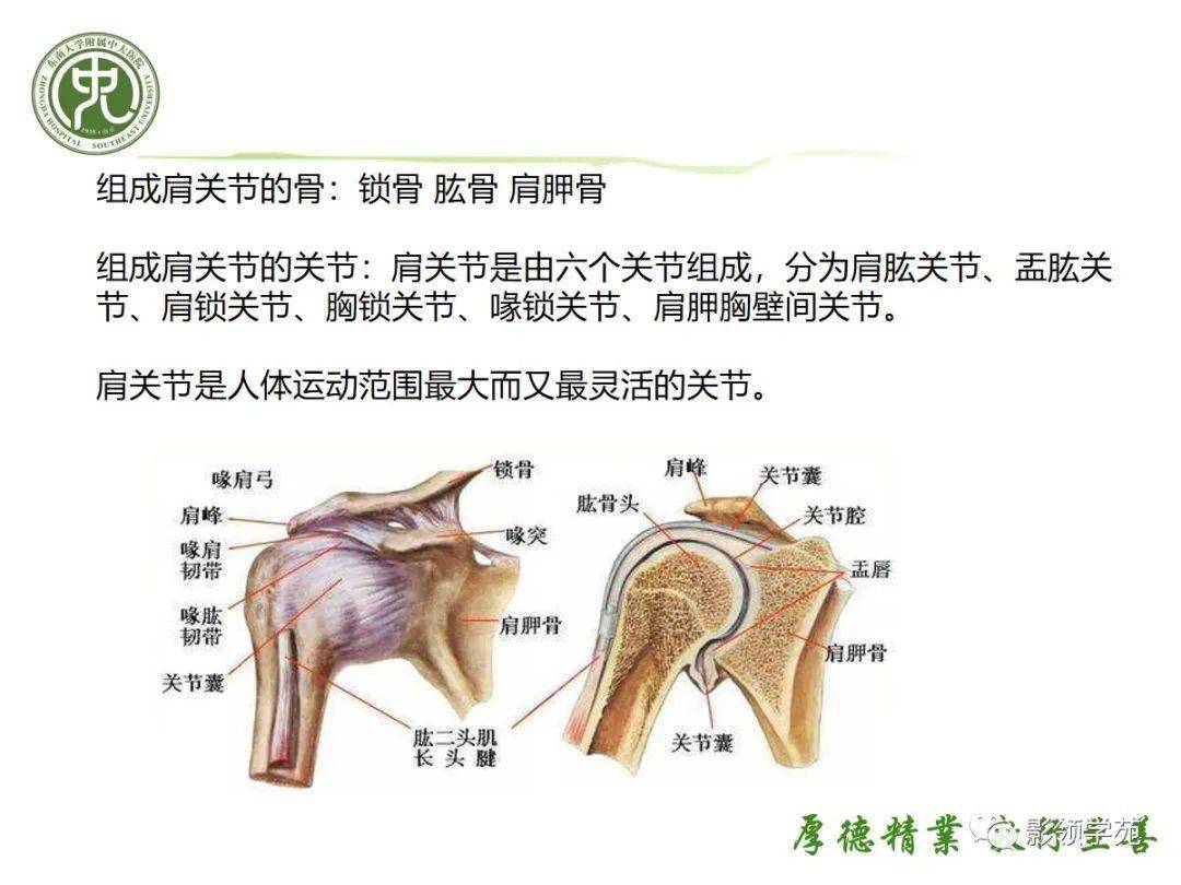 肩关节囊解剖位置图片