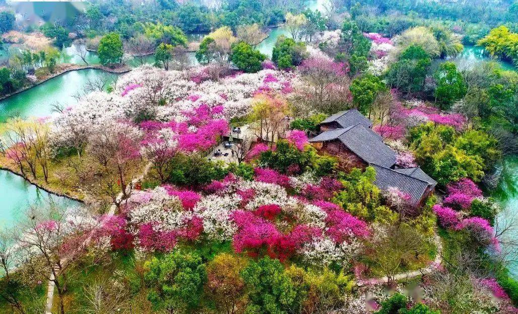 "遥知不是雪,为有暗香来",杭州这几处赏梅好去处等你来探索!_梅花凌