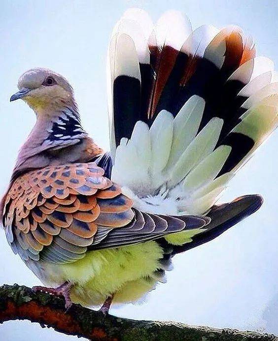世上最漂亮的鸽子