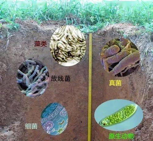 微生物肥料有四大功能:肥料所含的有机质营养丰富;有益菌有制造营养