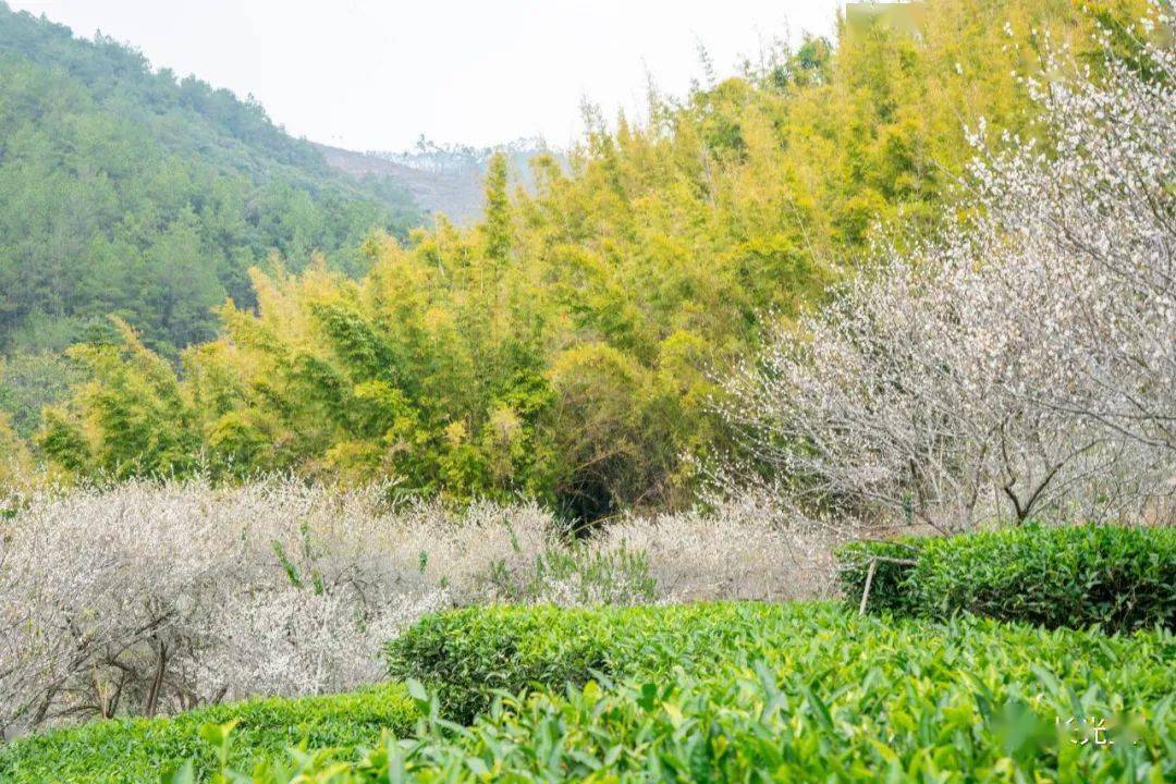 当梅花遇上饶平人间竟有如此美境
