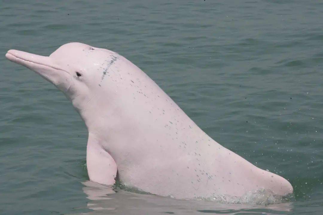 微笑脸素有"水上大熊猫"之称作为国家一级重点保护野生动物中华白海豚