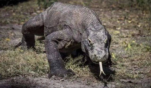 现存最大的蜥蜴 被 神话 的科莫多巨蜥 其真正实力到底如何 龙的