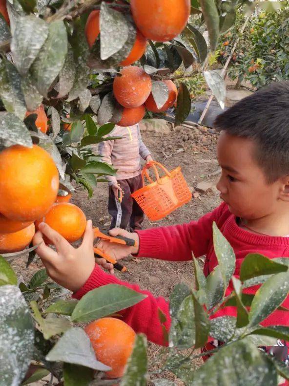 冬日份高甜周末组团摘水果去吧