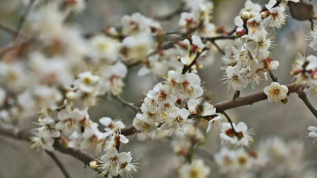 大新万亩梅花惊艳盛放, 将山野染成一片雪白~_酸梅