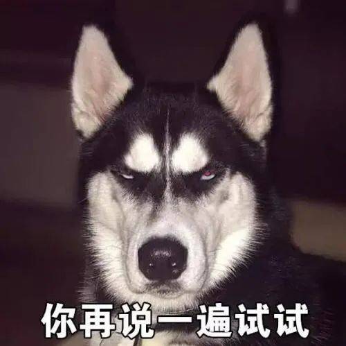 如何一句話證明你養了狗？ 萌趣萌寵 第9张