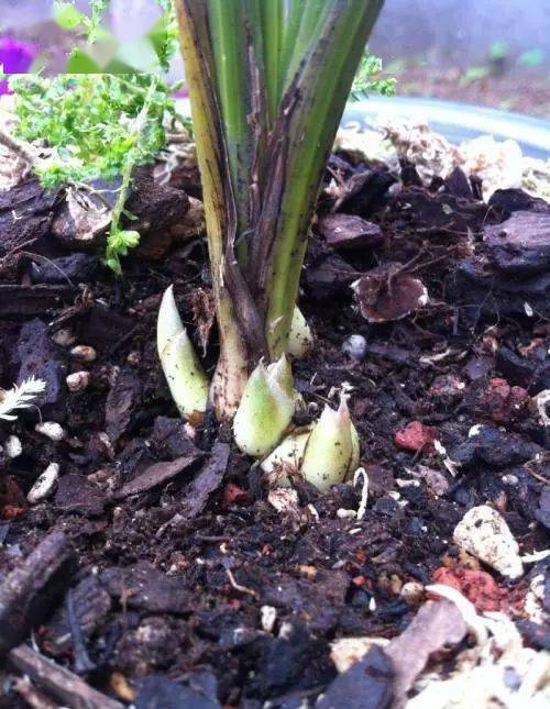 兰花催芽育苗新招分享,在盆内进行分株,不换盆发芽更快!