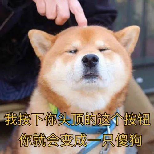 如何一句話證明你養了狗？ 萌趣萌寵 第1张
