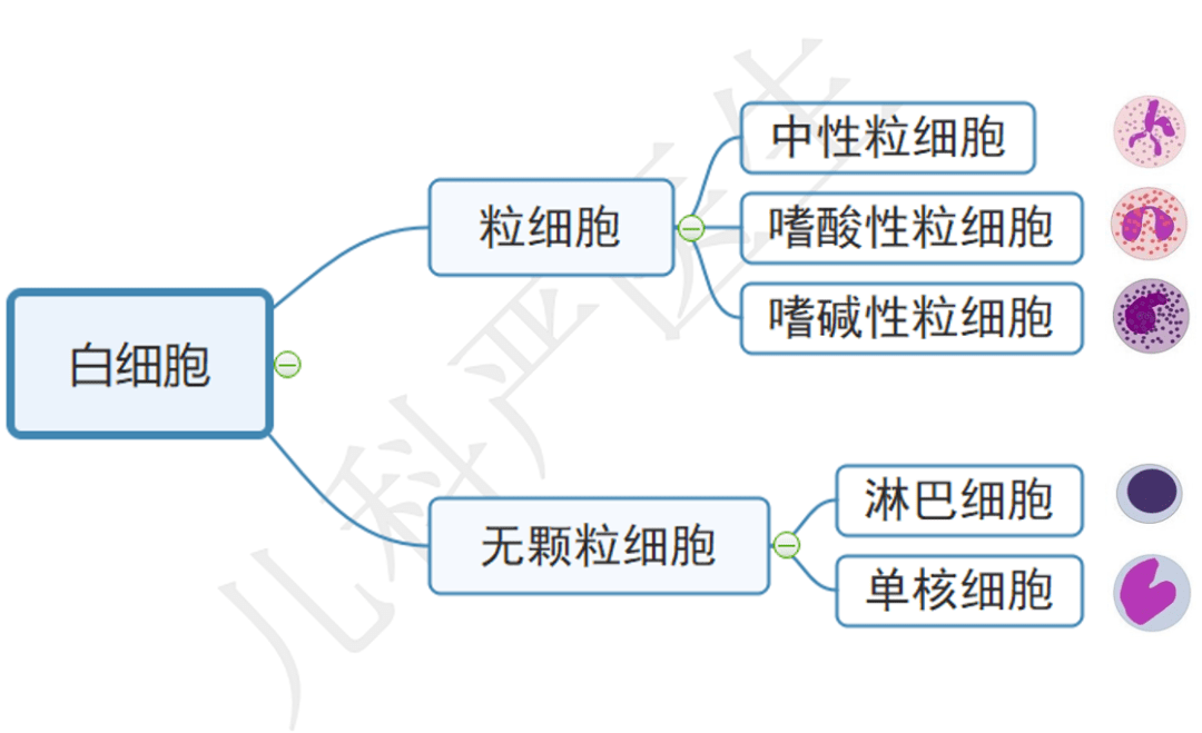 呕吐后查血白细胞为何那么高