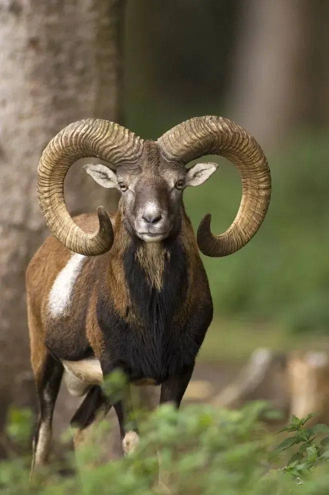 羊的世界在新疆 6种野生羊 珍稀又可爱 动物