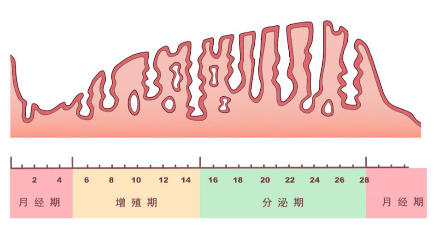 子宫内膜不同时期的厚度变化