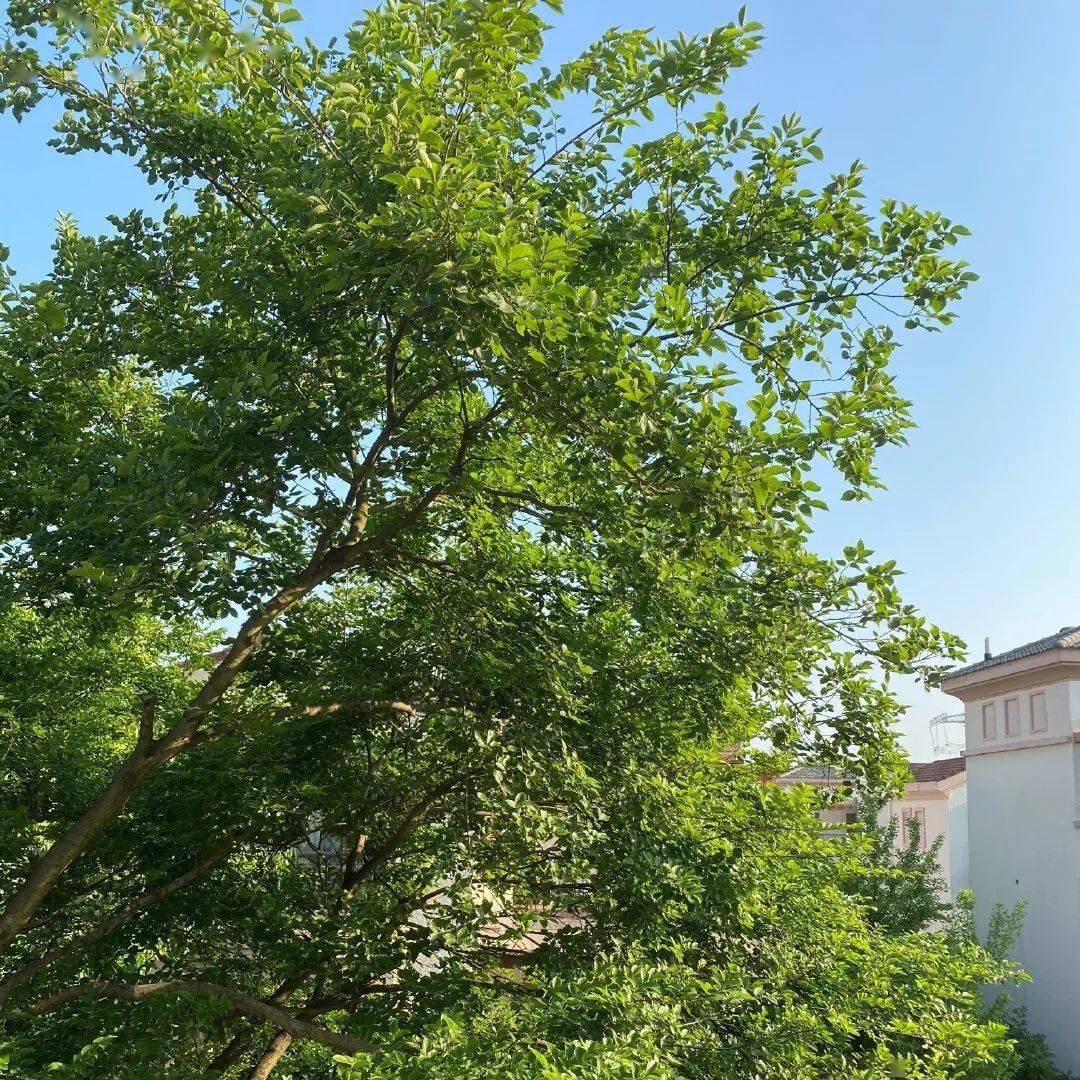 青原创奶奶门前的槐树