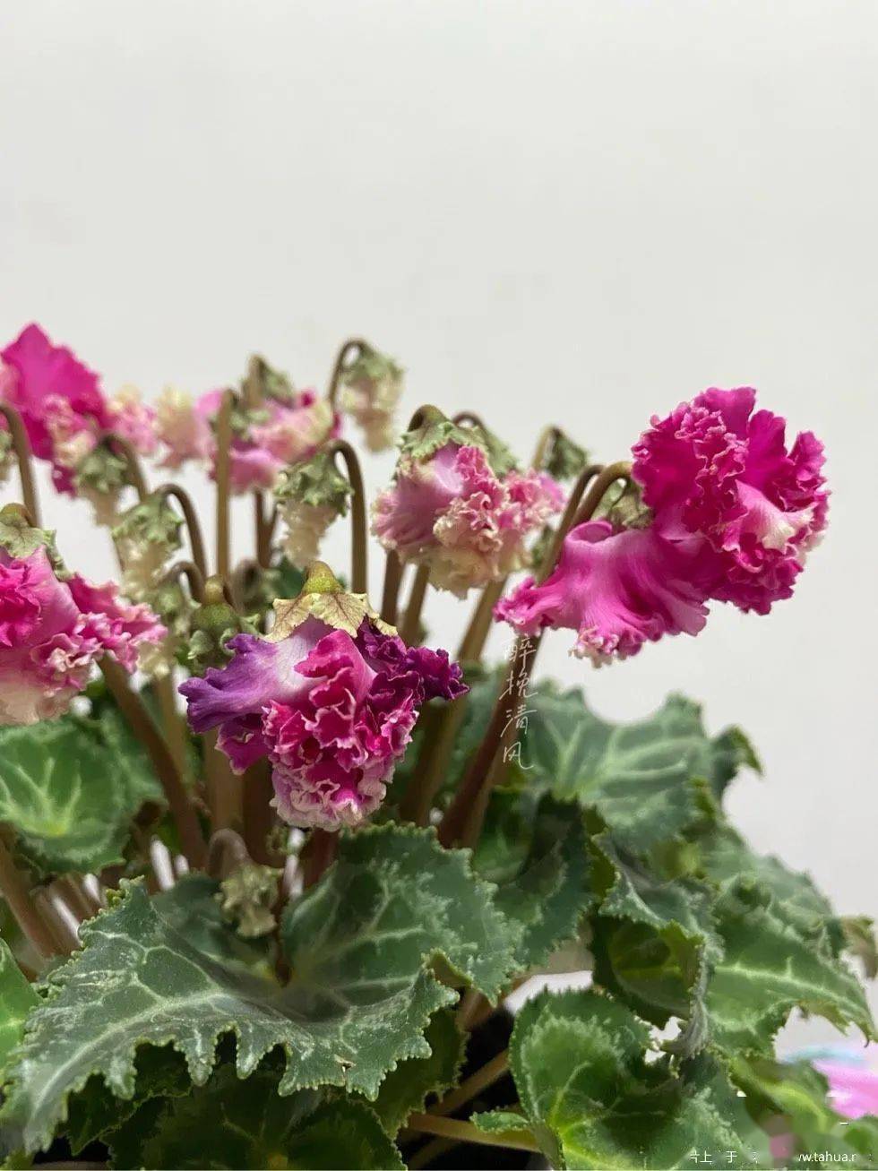 我的仙客来 黄,粉,白,玫粉,来一帖吧_花苞