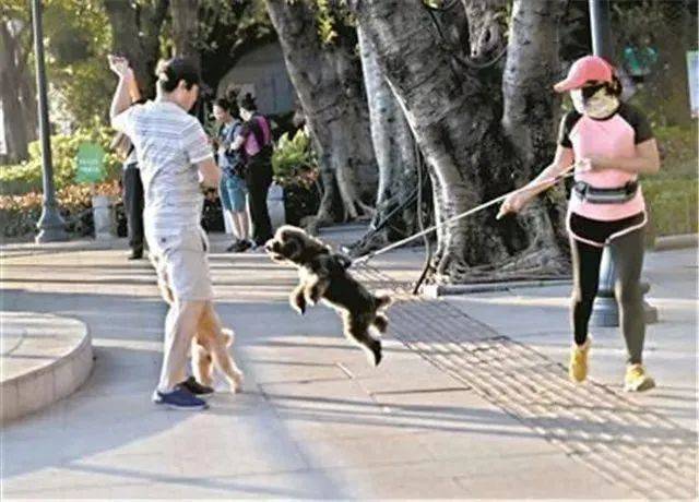 遛狗栓绳入法！狗被旋转门卡住主人哭得撕心裂肺，在狗主人强烈要求下将门拆除狗狗 2451