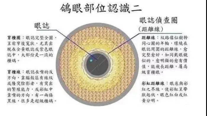 这两种线的存在多少,能预感这羽鸽子的速度