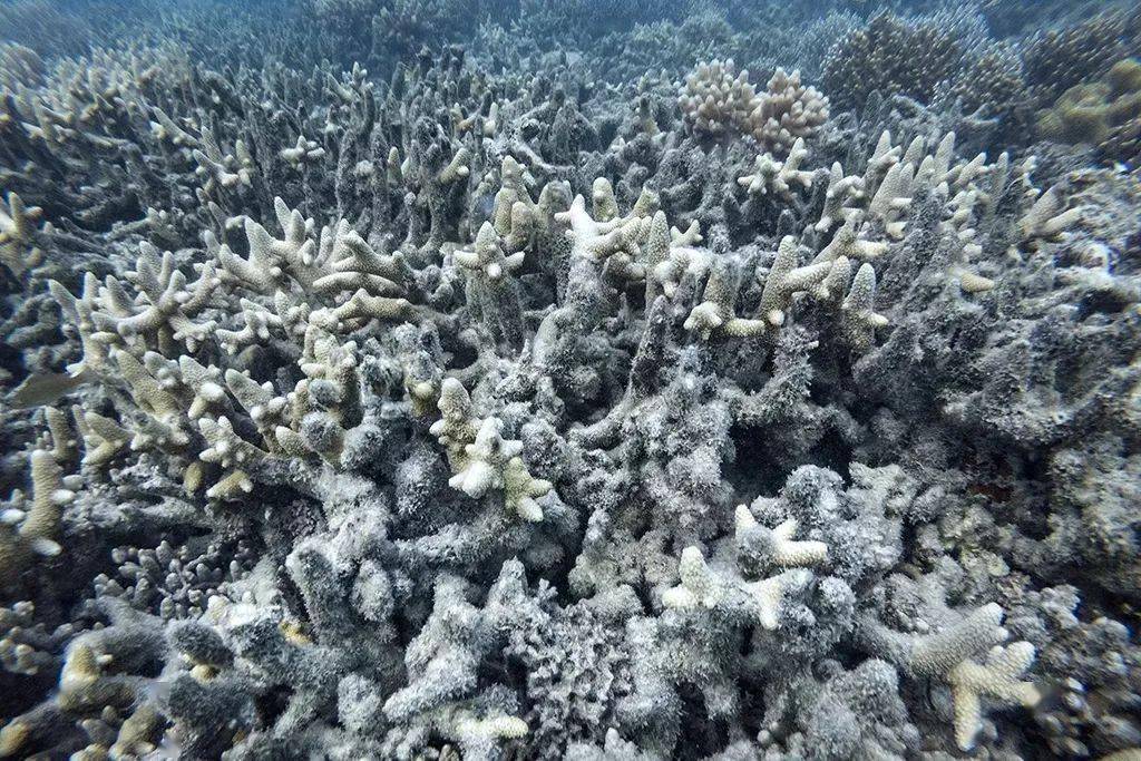如果气候变化导致珊瑚消失，世界会变成什么样？