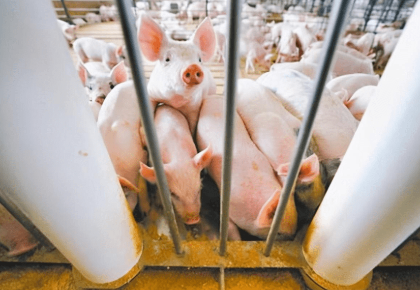 莱猪入台日急推核食真无助台湾日文化交流的背后