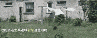 車諾比核爆炸35年後，那裡的貓貓狗狗們怎麼樣了？ 萌趣萌寵 第19张