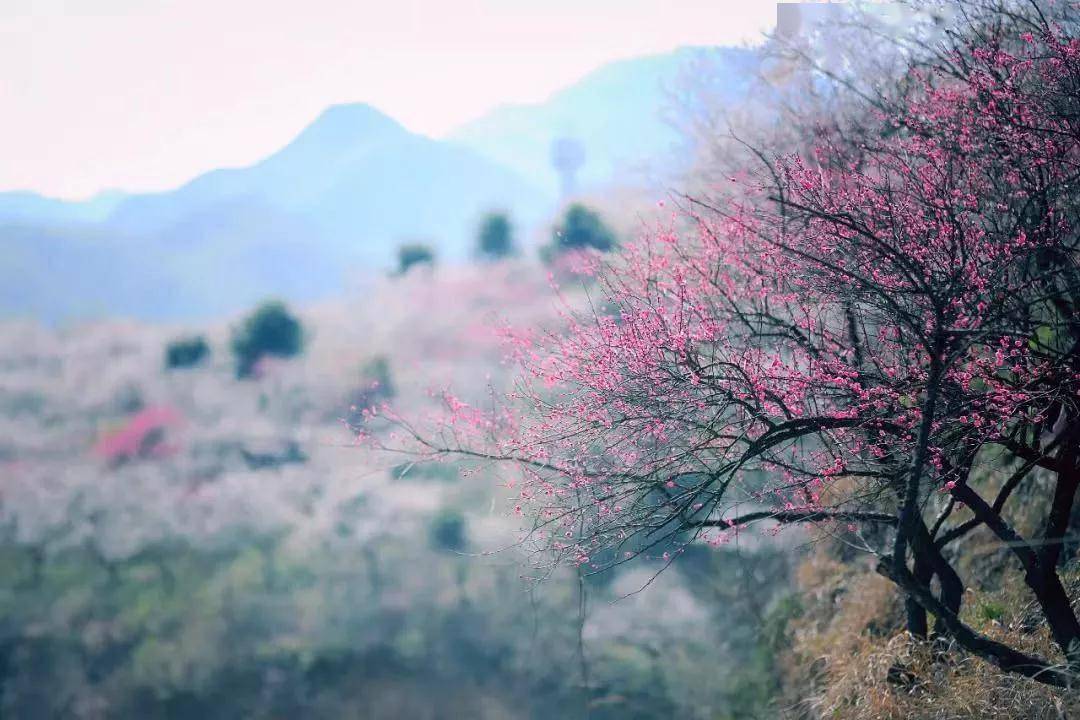 浙江·安吉梅花溝,十里梅花香雪海,欲賞梅花將此時