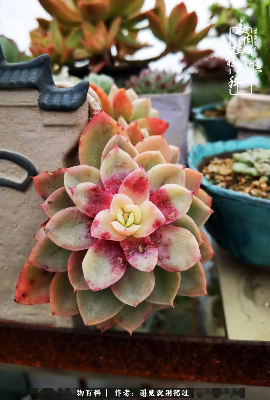 柠檬王子火祭绮罗缀化绮罗缀化银月,来自同城肉友,出坑赠送!